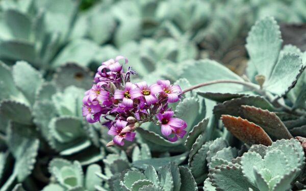 Remedios desde tu Jardín: El Poder Curativo del Kalanchoe